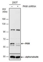 PKM2 Antibody in Western Blot (WB)
