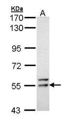 FRK Polyclonal Antibody