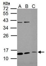 ROPN1B Polyclonal Antibody