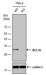 Bcl-10 Antibody in Western Blot (WB)