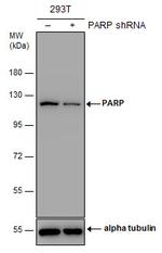 PARP1 Antibody in Western Blot (WB)
