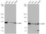PARP1 Antibody in Western Blot (WB)