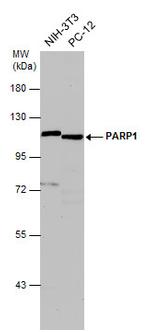 PARP1 Antibody in Western Blot (WB)