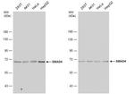 SMAD4 Antibody in Western Blot (WB)