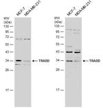 TRADD Antibody in Western Blot (WB)
