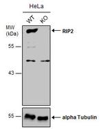 RIP2 Antibody in Western Blot (WB)