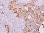 TBK1 Antibody in Immunohistochemistry (Paraffin) (IHC (P))