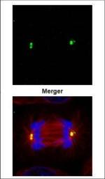 gamma Tubulin Antibody in Immunocytochemistry (ICC/IF)