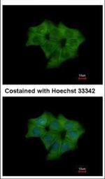 Annexin A4 Polyclonal Antibody