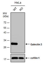 Galectin 3 Antibody in Western Blot (WB)