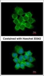 15-PGDH Polyclonal Antibody