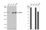ROBO1 Antibody in Western Blot (WB)