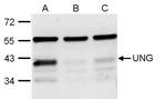 UNG Antibody in Western Blot (WB)