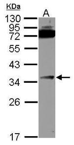 DcR3 Antibody in Western Blot (WB)