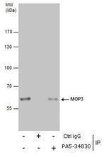 BMAL1 Antibody in Immunoprecipitation (IP)