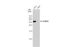 ASAH1 Antibody in Western Blot (WB)
