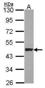 Cytokeratin 15 Antibody in Western Blot (WB)