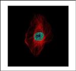 DDX23 Polyclonal Antibody