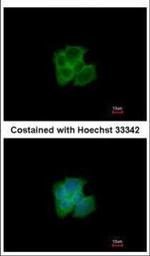 GAPDHS Polyclonal Antibody