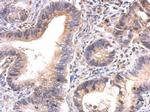 GAPDHS Antibody in Immunohistochemistry (Paraffin) (IHC (P))