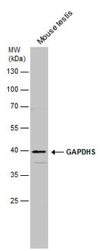 GAPDHS Antibody in Western Blot (WB)