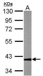 GAPDHS Antibody in Western Blot (WB)