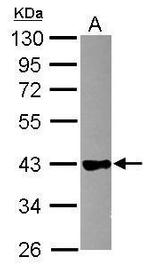 GAPDHS Antibody in Western Blot (WB)