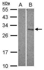 CHOP Antibody in Western Blot (WB)