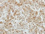 PRDX4 Polyclonal Antibody