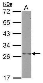 H1FNT Polyclonal Antibody