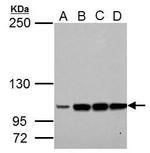 LRIG3 Polyclonal Antibody