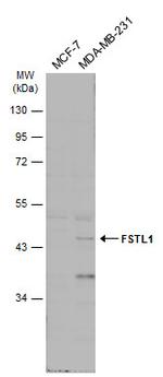 FSTL1 Antibody in Western Blot (WB)
