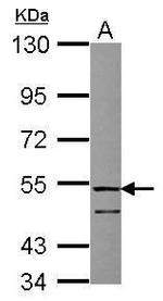 FSTL1 Polyclonal Antibody