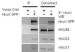 HAUS1 Antibody in Western Blot (WB)