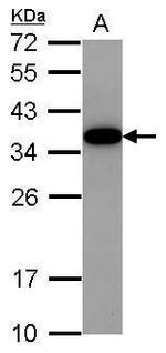 Akirin2 Polyclonal Antibody
