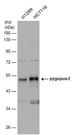 PYGO2 Antibody in Western Blot (WB)