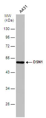 DSN1 Polyclonal Antibody
