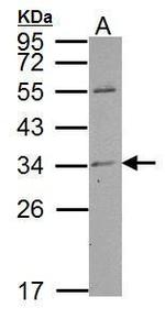 TPRG1L Antibody in Western Blot (WB)