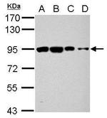 ORP9 Polyclonal Antibody