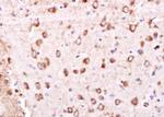 GRASP1 Polyclonal Antibody