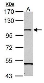 GRASP1 Antibody in Western Blot (WB)