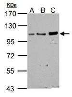 GRASP1 Antibody in Western Blot (WB)