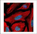 BAF53B Antibody in Immunocytochemistry (ICC/IF)