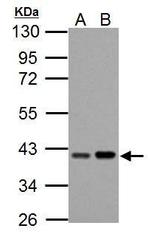 PECI Polyclonal Antibody