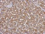 GBAS Polyclonal Antibody