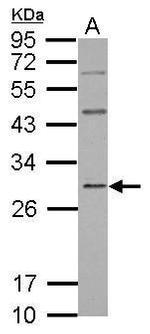 GBAS Antibody in Western Blot (WB)