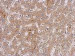 OXSM Polyclonal Antibody