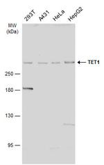 TET1 Antibody in Western Blot (WB)