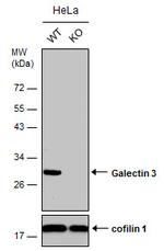 Galectin 3 Antibody in Western Blot (WB)