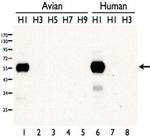 Influenza A H1N1 HA Polyclonal Antibody